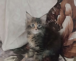 Кошки в Шатуре: Мей-кун котенок Девочка, 10 000 руб. - фото 4