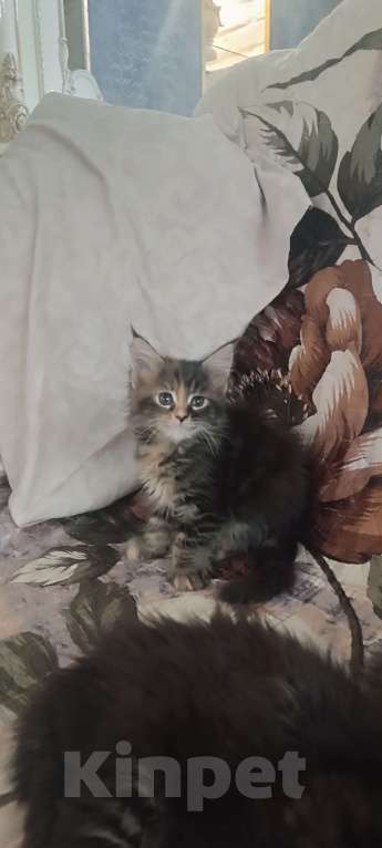 Кошки в Шатуре: Мей-кун котенок Девочка, 10 000 руб. - фото 4
