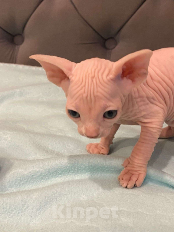 Кошки в Москве: Топовые котята эльф  Мальчик, 60 000 руб. - фото 4