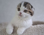 Кошки в Ярославле: Шотландский вислоухий короткошерстный малыш Мальчик, 35 000 руб. - фото 7