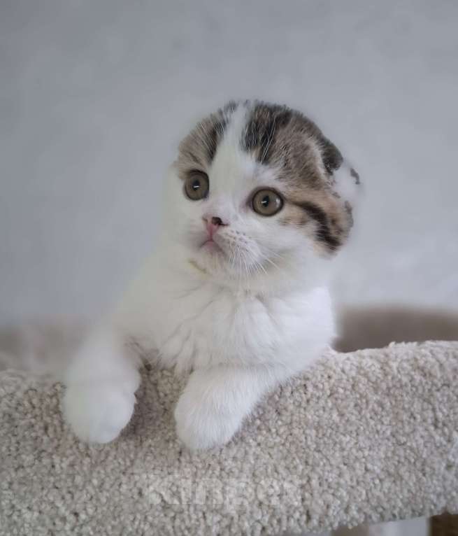 Кошки в Ярославле: Шотландский вислоухий короткошерстный малыш Мальчик, 35 000 руб. - фото 7
