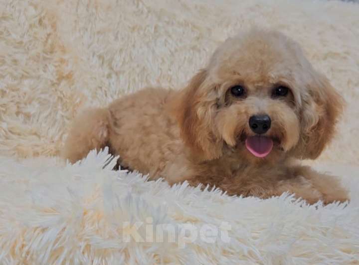 Собаки в Москве: Мальчик Тэдди пудель  Мальчик, 60 000 руб. - фото 8