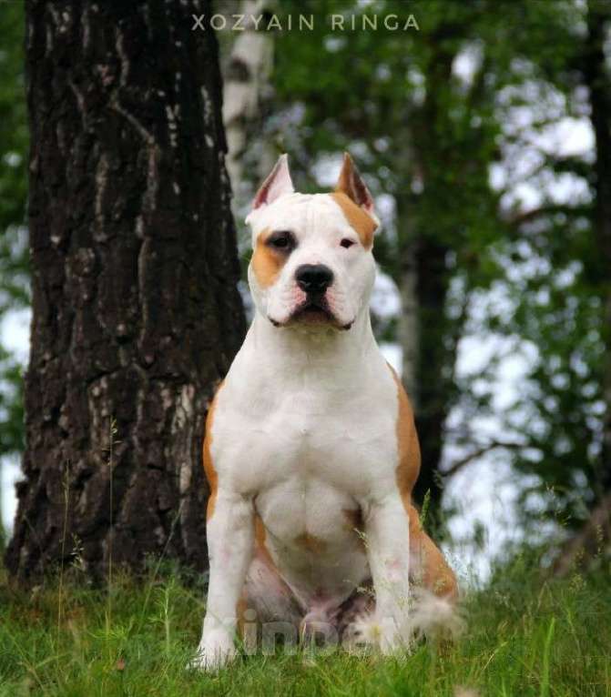 Собаки в Сосновоборске: Вязка породного кобеля Американский Стаффордширский Терьер Мальчик, 50 000 руб. - фото 3