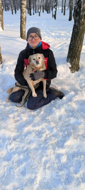 Собаки в Москве: Молодая маленькая Бэлла в добрые руки! Девочка, Бесплатно - фото 4