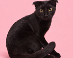 Кошки в Люберцах: Молли — маленькая чёрная мурлыка, которая обожает ручки Девочка, Бесплатно - фото 5