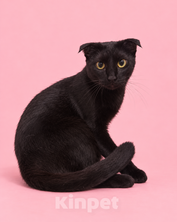 Кошки в Люберцах: Молли — маленькая чёрная мурлыка, которая обожает ручки Девочка, Бесплатно - фото 5