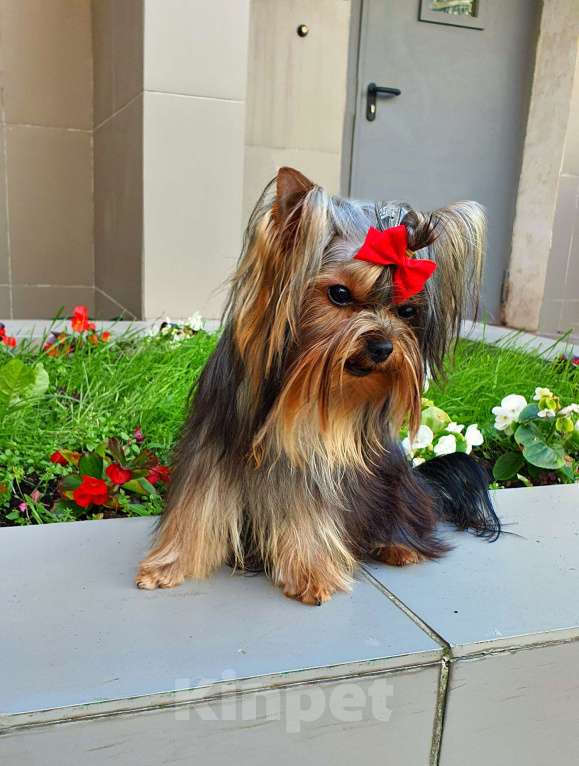 Собаки в Москве: МАЛЬЧИК МЕЛКИЙ СТАНДАРТ РКФ Мальчик, 40 руб. - фото 4