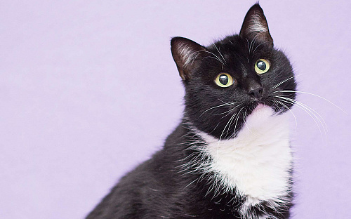 Круглый кошкинс