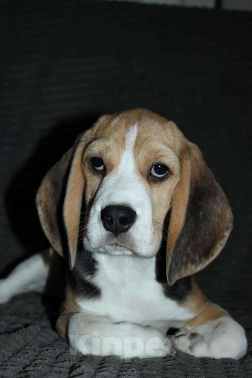 Собаки в Москве: Щенки Бигля  Мальчик, 70 000 руб. - фото 5