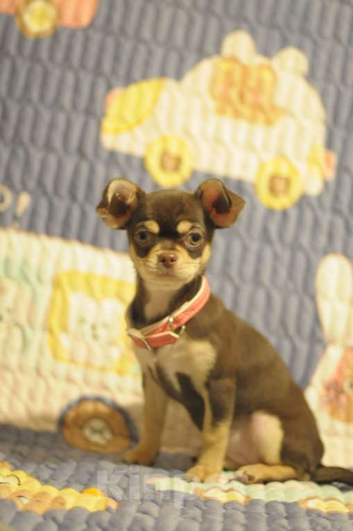 Собаки в Новосибирске: чихуахуа щенки Девочка, Бесплатно - фото 5