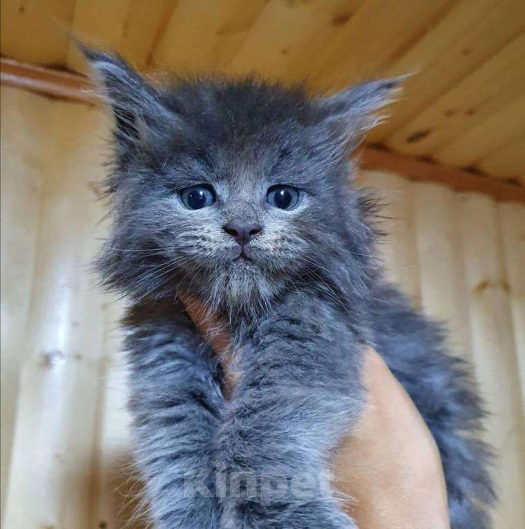 Кошки в Кудымкаре: Продам мейкунчиков, 15 000 руб. - фото 1
