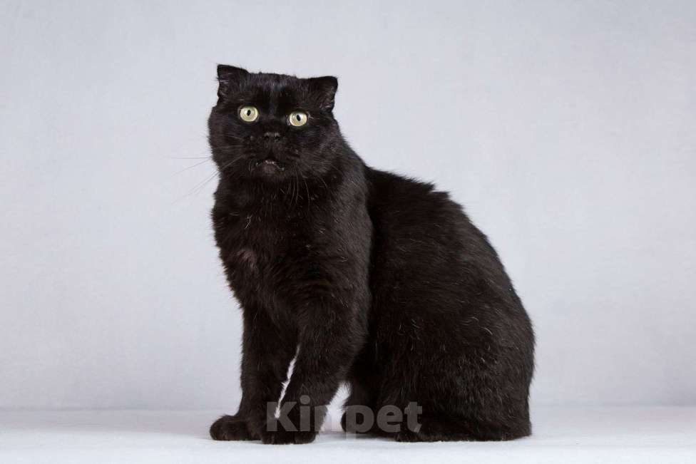 Кошки в Москве: Чёрный вислоухий красавец кот Фауст Мальчик, Бесплатно - фото 1