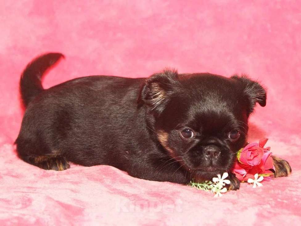 Собаки в Санкт-Петербурге: Маленькая принцесса Девочка, 80 000 руб. - фото 5