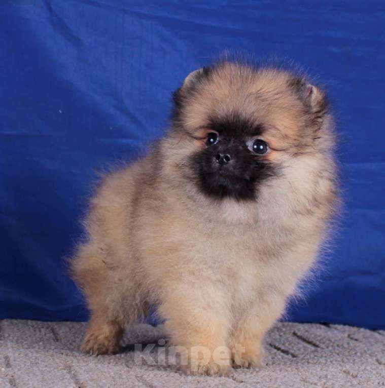 Собаки в Москве: померанский шпиц  мальчик для души Мальчик, 20 000 руб. - фото 2