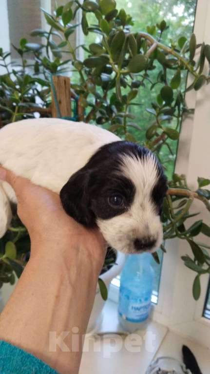 Собаки в Балаково: Щенки русского спаниеля Девочка, 5 000 руб. - фото 4