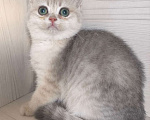 Кошки в Москве: Голубая золотая шиншилла Девочка, 40 000 руб. - фото 2