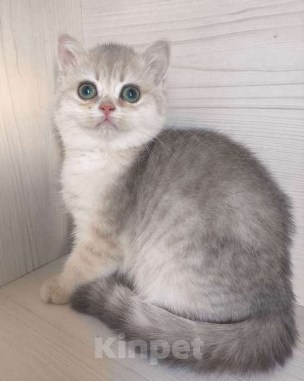 Кошки в Москве: Голубая золотая шиншилла Девочка, 40 000 руб. - фото 2