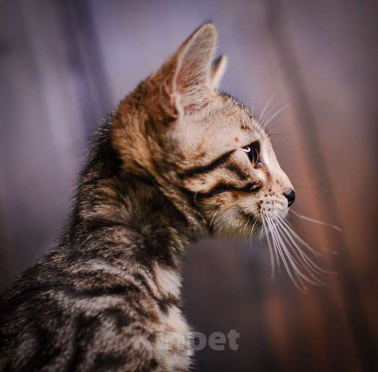 Кошки в Москве: Бенгальский котенок золото Мальчик, Бесплатно - фото 1