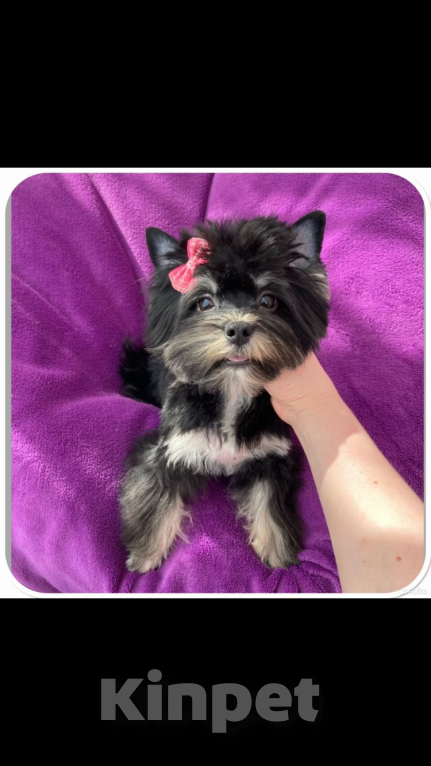 Собаки в Москве: Взрослый йорк девочка для разведения стандарт Девочка, 90 000 руб. - фото 5