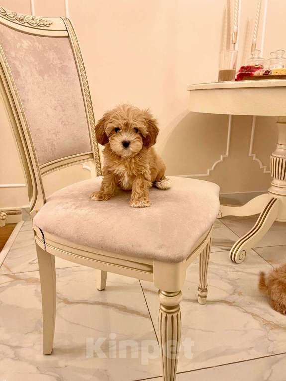 Собаки в Москве: Малыш Мальтипу f1 Мальчик, 110 000 руб. - фото 3