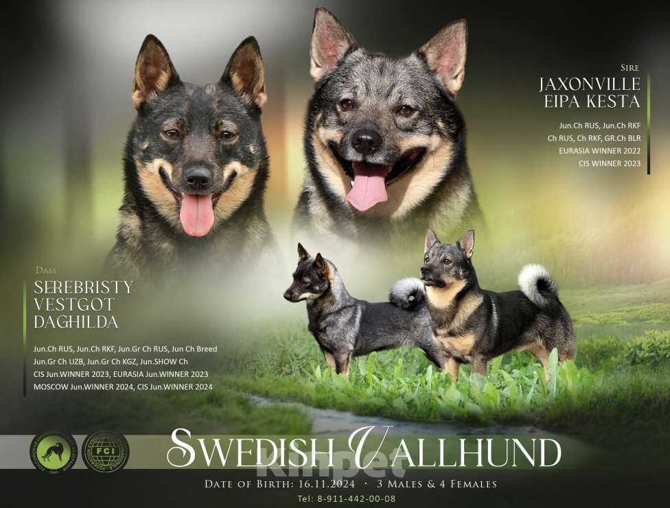 Собаки в Череповце: Шведский ВАЛЬХУНД  Мальчик, 100 000 руб. - фото 6