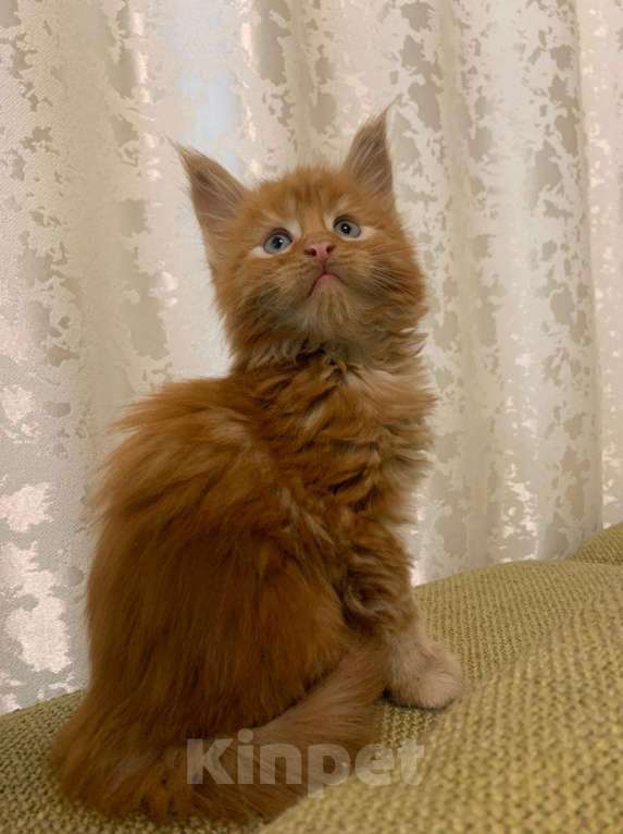 Кошки в Москве: котенок Мейн- кун полидакт с родословной Мальчик, 75 000 руб. - фото 6