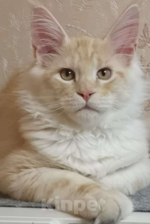 Кошки в Москве: Мейн кун котенок Мальчик, Бесплатно - фото 1