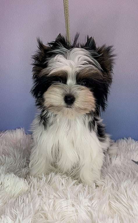 Собаки в Москве: Очаровательный малыш Мальчик, 70 000 руб. - фото 2