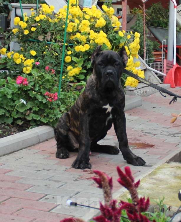 Собаки в Армавире:   мальчик кане корсо Мальчик, 40 000 руб. - фото 2