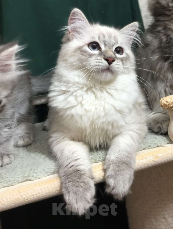 Кошки в Санкт-Петербурге: Невский маскарадный кот  Мальчик, 45 000 руб. - фото 1