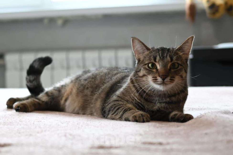 Кошки в Москве: Лавруша ищет дом  Девочка, Бесплатно - фото 2