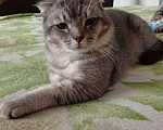 Кошки в Новочеркасске: Потерялся Котик ТУЧКА Мальчик, 1 руб. - фото 1