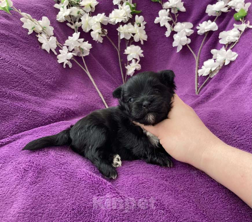 Собаки в Москве: Чёрный йорк девочка Девочка, 100 000 руб. - фото 9