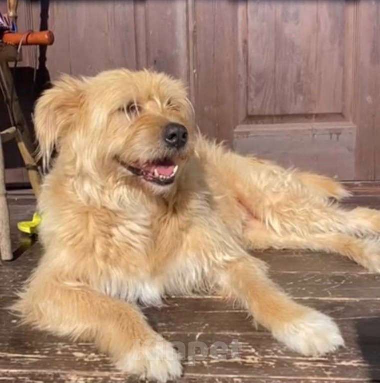 Собаки в Москве: Замечательная Лиза в добрые руки.  Девочка, Бесплатно - фото 1