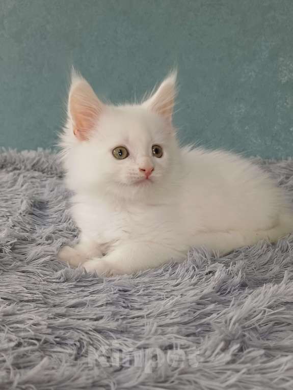 Кошки в Йошкаре-Оле: Шикарная белоснежная принцесса Мейн-Кун Девочка, 25 000 руб. - фото 1