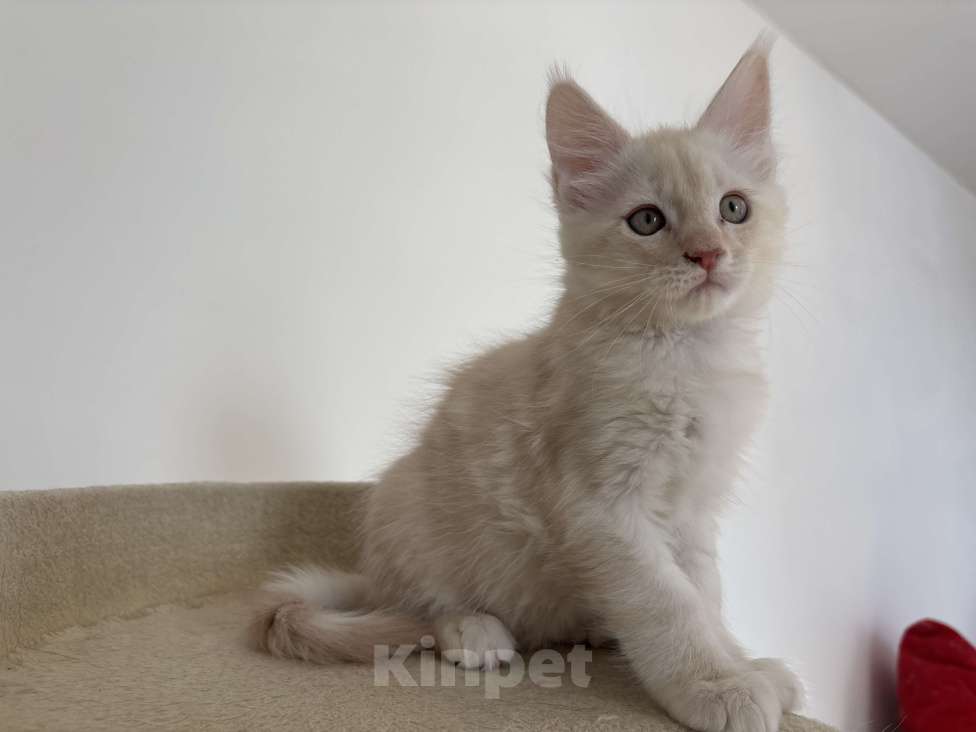Кошки в Калининграде: Чистокровный котенок Мэйкун, es 22 Мальчик, 35 000 руб. - фото 3