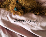 Собаки в Новосибирске: Король Пышка ищет свою королеву Мальчик, 15 000 руб. - фото 7