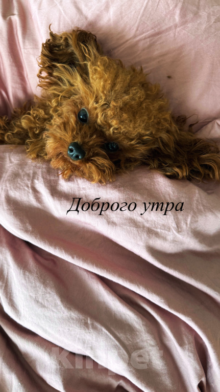 Собаки в Новосибирске: Король Пышка ищет свою королеву Мальчик, 15 000 руб. - фото 7