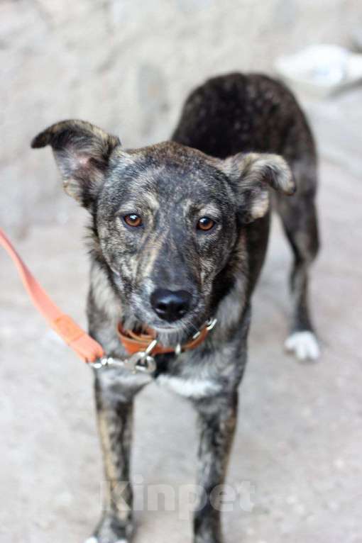 Собаки в Рязани: Мира - собака фенотипа каи. Девочка, Бесплатно - фото 4