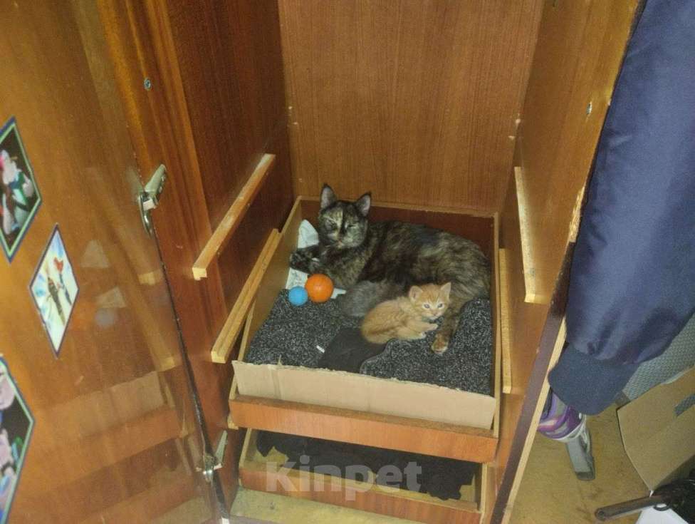 Кошки в Казани: Тигра Девочка, Бесплатно - фото 3