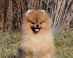 Собаки в Санкт-Петербурге: Мальчик померанского шпица Мальчик, Бесплатно - фото 2