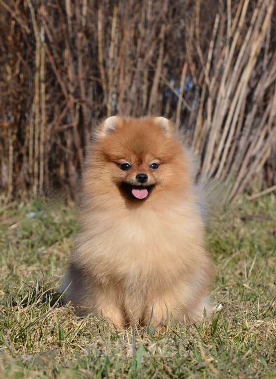 Собаки в Санкт-Петербурге: Мальчик померанского шпица Мальчик, Бесплатно - фото 2