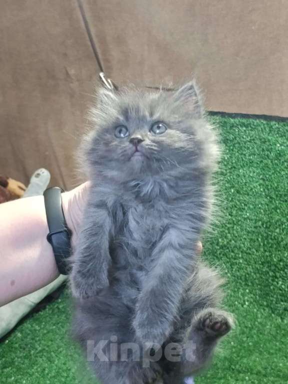 Кошки в Москве: Шотландские котята Мальчик, Бесплатно - фото 1