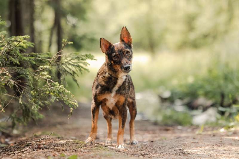 Собаки в Москве: Маленький коротколапик Амели в добрые руки Девочка, Бесплатно - фото 3