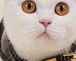 Кошки в Москве: Британский плюшевый котик Мальчик, 15 000 руб. - фото 7