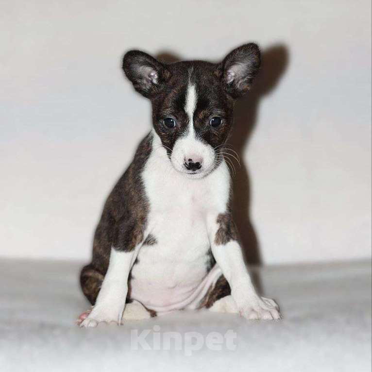 Собаки в Москве: Девочка басенджи Девочка, 60 000 руб. - фото 1