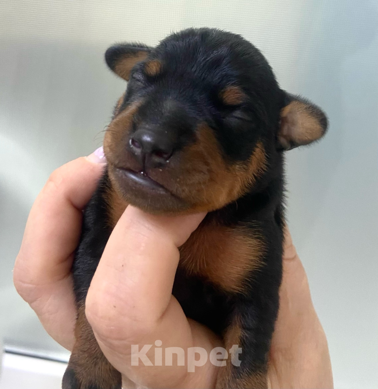 Собаки в Чехове: Великолепные щенки цверг пинчера, мини добермана Мальчик, 40 000 руб. - фото 10