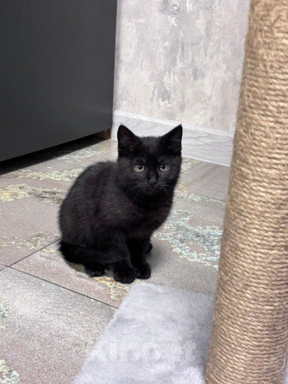 Кошки в Москве: Котенок девочка ищет дом Девочка, Бесплатно - фото 8