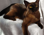 Кошки в Арзамасе: Бурма, 10 руб. - фото 5