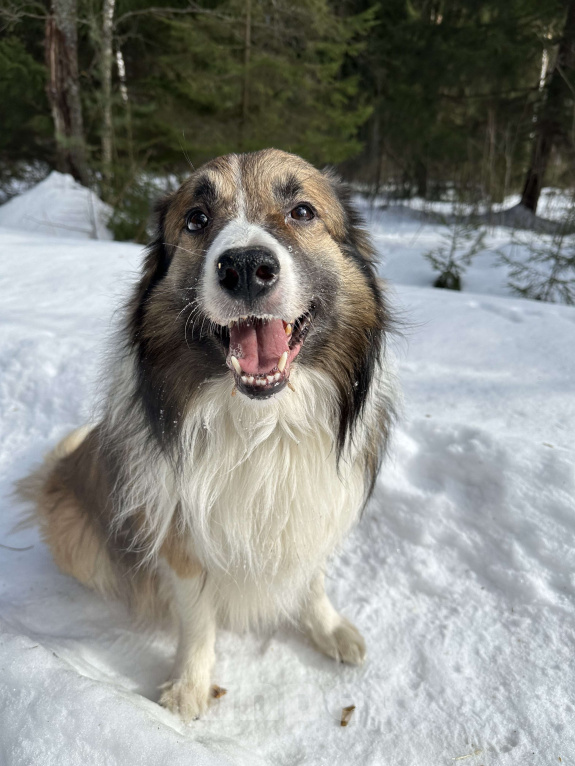 Собаки в Москве: Взрослый пес Бордер-колли в добрые руки Мальчик, Бесплатно - фото 2